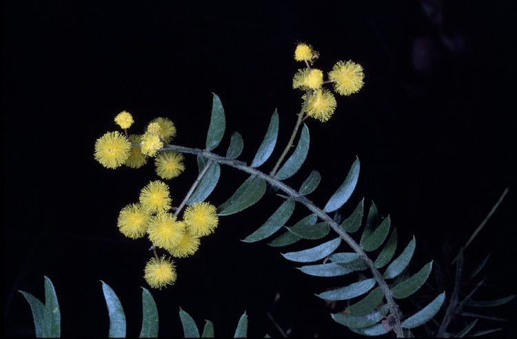 Archivo:Acacia leichhardtii 1.jpg