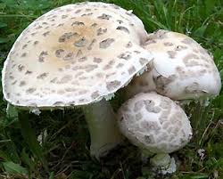 Amanita strobiliformis.jpg