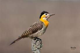 Carpintero campestre.jpg