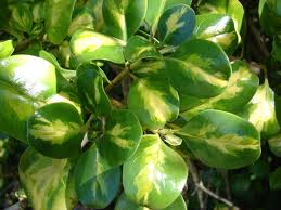 Coprosma repens.jpeg