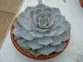 Echeveria-Lilacina.jpg