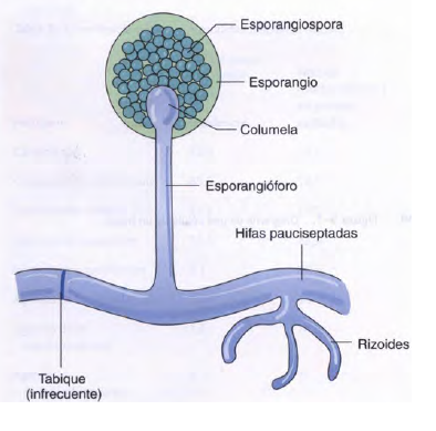Archivo:Esporangio en hongo.png