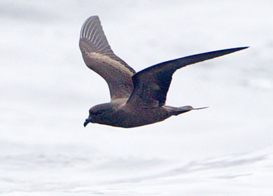 Archivo:Paiño Negro.jpg