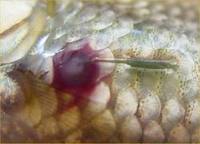 Peces con gusano Lernaea.jpeg
