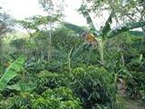 Plantacion cafe.jpg