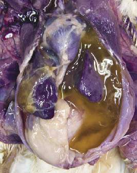 Síndrome Ascítico.jpg