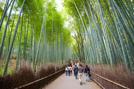 Uotro bambu.jpg