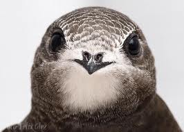 Archivo:Vencejo c.jpeg