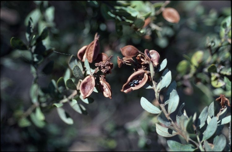 Archivo:Acacia lucasii.jpg