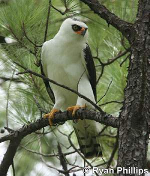 Aguilucho Blanco.jpg