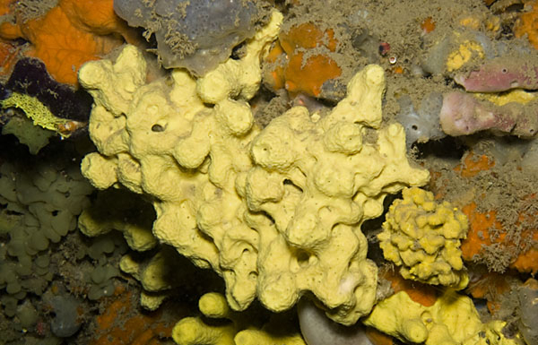 Archivo:Aplysina cavernicola.jpg