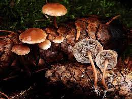 Baeospora myosura.jpg