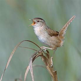 Cistothorus palustris.jpg