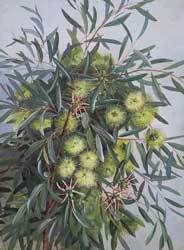 Eucalipto Cangrejo.jpg