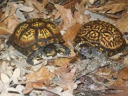 Archivo:Pareja de Terrapene coralina coralina.jpeg