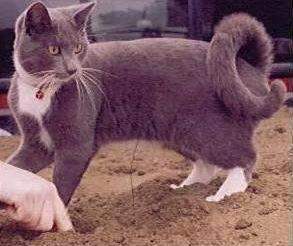 Ringtail americano.jpg