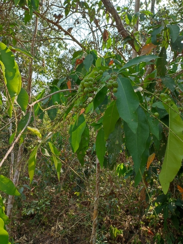 Croton poilanei EcuRed