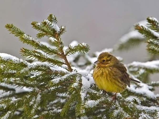 Archivo:Emberiza citrinella.jpg