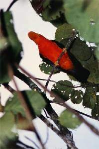 Archivo:Fauna gallitosierra.jpg