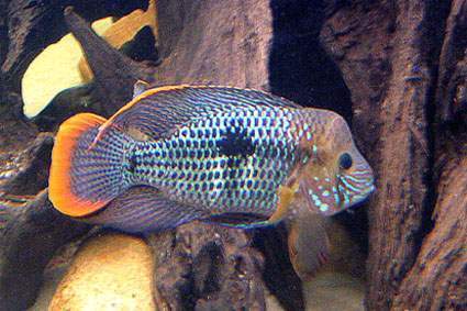 Archivo:Green terror 1.jpg