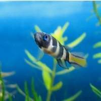 Pseudoepiplatys Annulatus .jpg