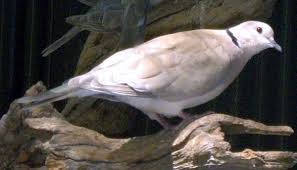 Archivo:Tórtola Bicollar.jpg