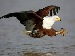 Águila pescadora.jpeg