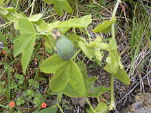 220px-Starr 030628-0051 Passiflora subpeltata.jpg