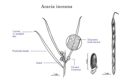 Archivo:Acacia inceana.jpg