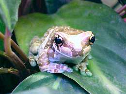 Amazonmilkfrog01.jpg