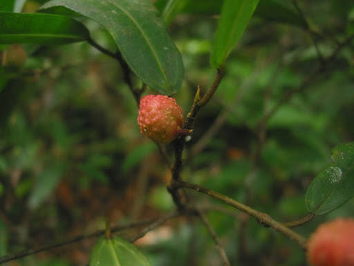 Archivo:Ficus pustulata 1.jpg