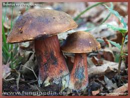 Hongo Boletus erythropus var. erythropus.jpeg