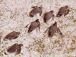 Archivo:Tortuga marina nacimiento.jpg