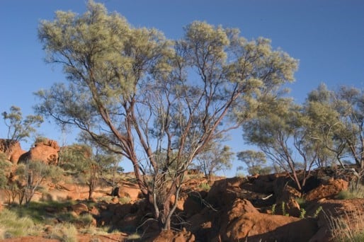 Archivo:Acacia leeuweniana.jpg