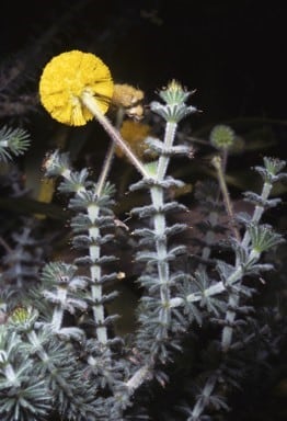 Archivo:Acacia lycopodiifolia 3.jpg