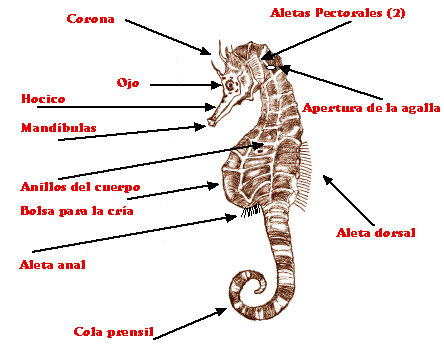 Anatomía del caballito de mar