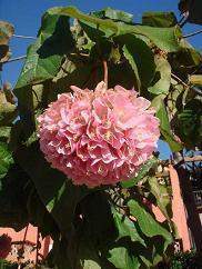 Arbol hortensia.jpg