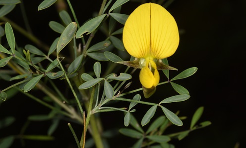 Archivo:Crotalaria fiherenensis.jpg