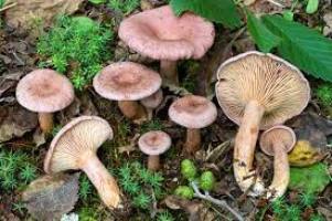 Archivo:Lactarius lilacinus1.jpg