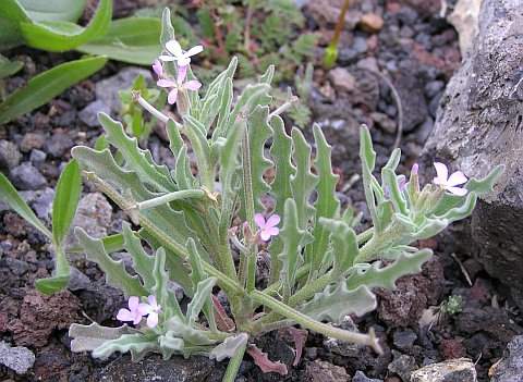 Archivo:Matthiola parviflora.jpg
