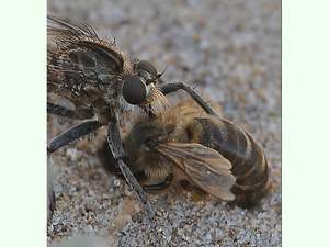 Mosca depredadora.jpg