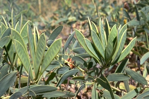 Archivo:Acacia limbata.jpg