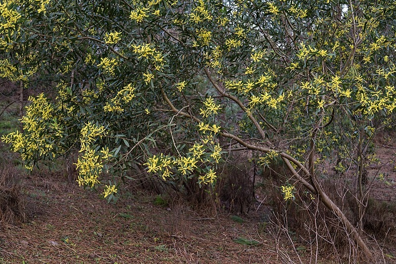 Archivo:Acacia longifolia 1.jpg