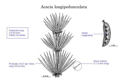 Archivo:Acacia longipedunculata 2.jpg