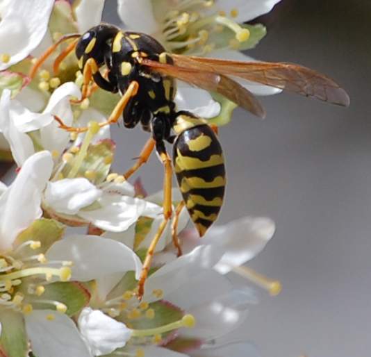 Avispa cartonera - EcuRed