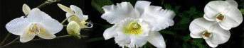 Archivo:Banner-portada-flores.jpg