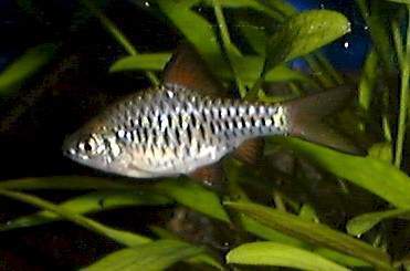 Archivo:Barbus oligolepis.jpg