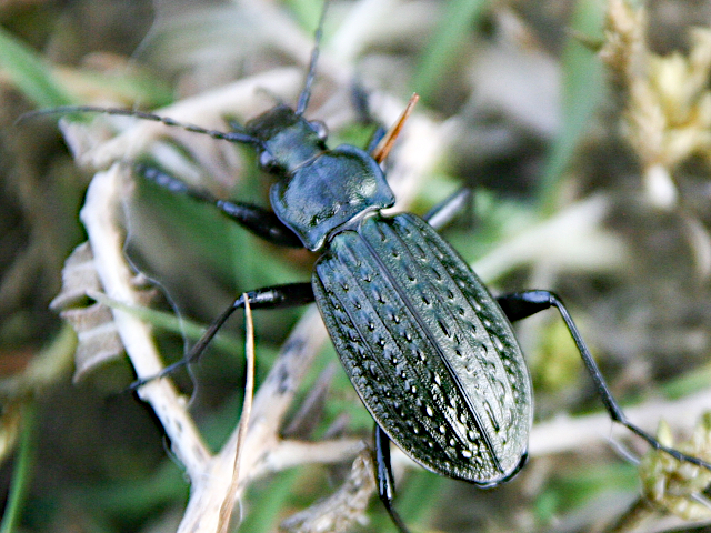 Archivo:Cárabo granulado.jpg
