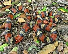 Cemophora coccinea, Scarlet Snake.jpg