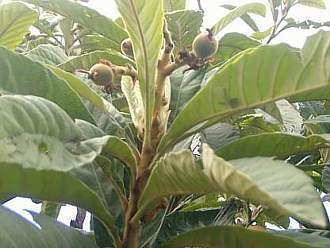 Archivo:Hojas-de-eriobotrya 02.jpg